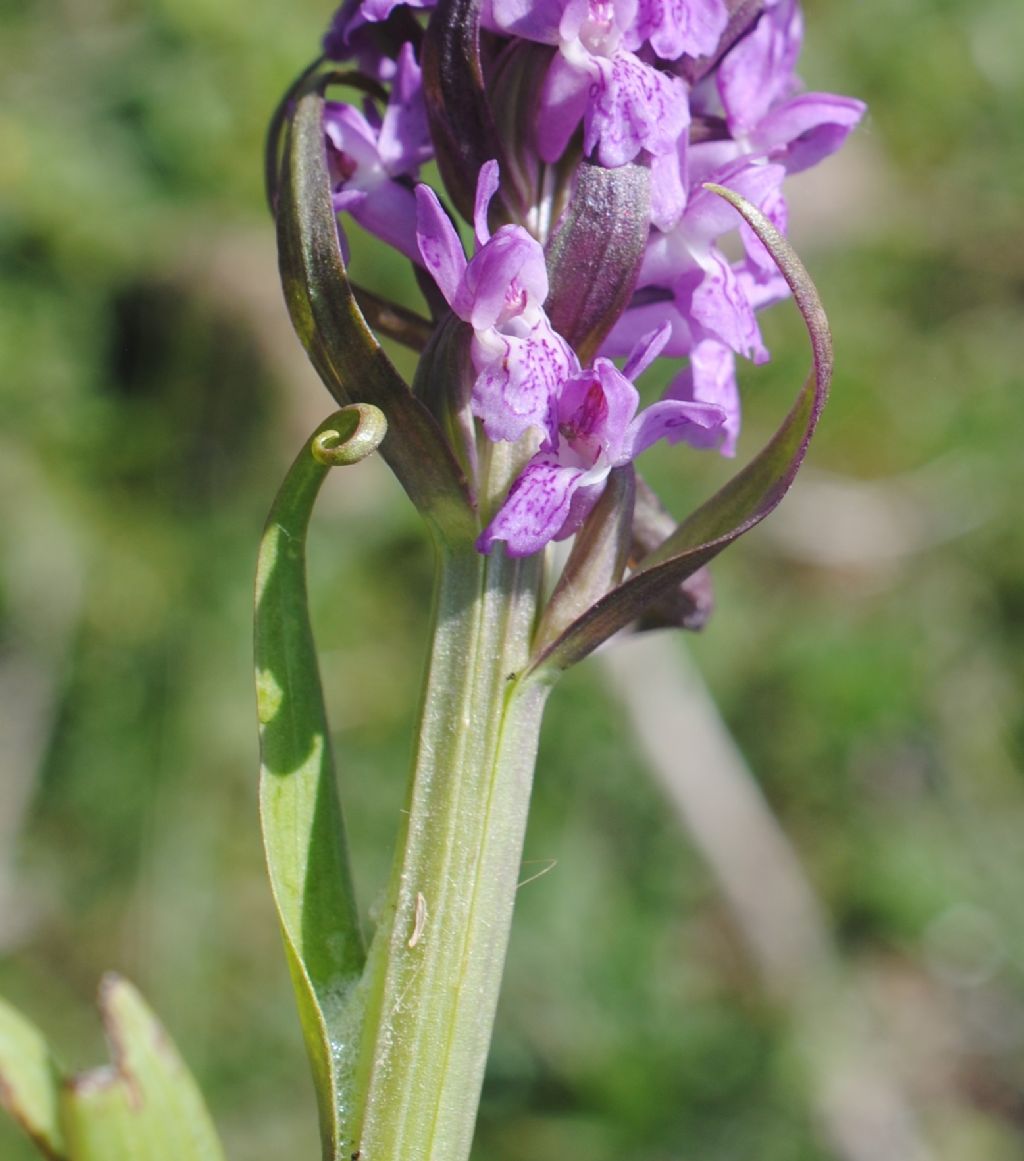 Dactylorhiza incarnata ?